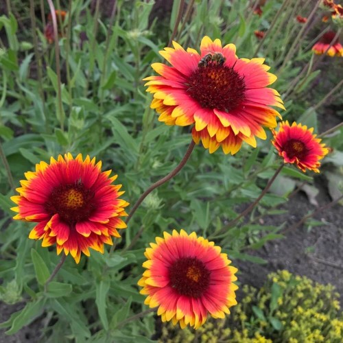 Gailardia oścista Dzianwa nasiona 1g