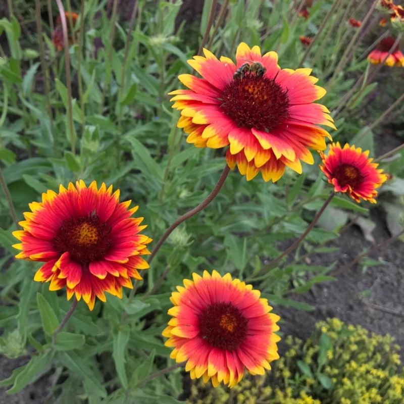 Gailardia oścista, nasiona 1g  (1).jpg