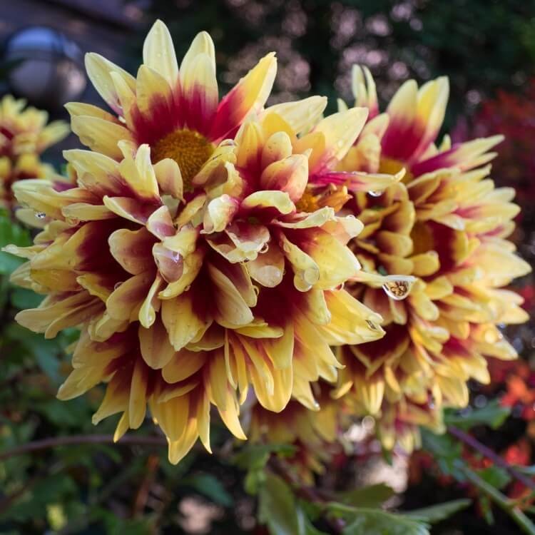 Gailardia  mieszanka nasiona 0,5g (2).jpg