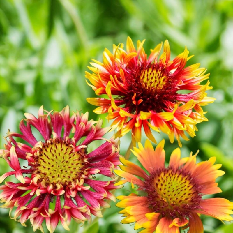 Gailardia nadobna mieszanka nasiona 0,5g (3).jpg