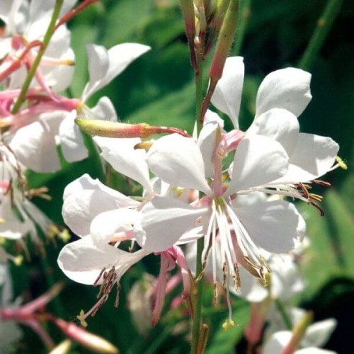 Gaura biała nasiona 0,5g