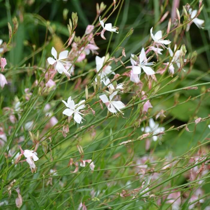 Gaura biała nasiona 0,5g (2).jpg