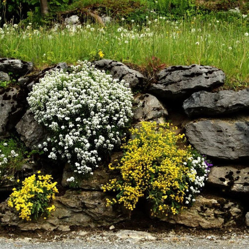 Gęsiówka alpejska biała (Arabis alpina) nasiona 0,3g (1).jpg