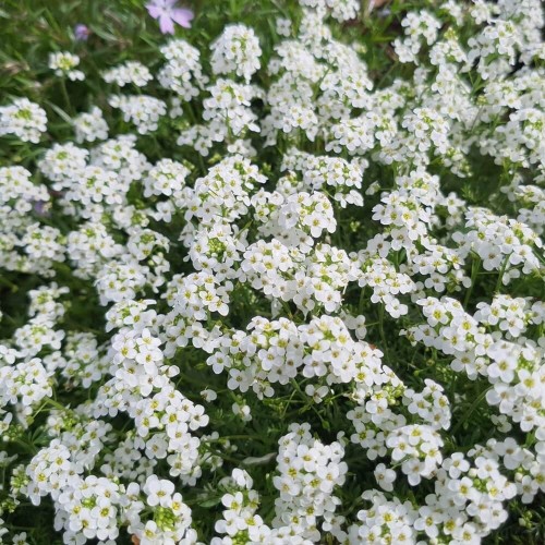 Gęsiówka alpejska biała nasiona 0,3g