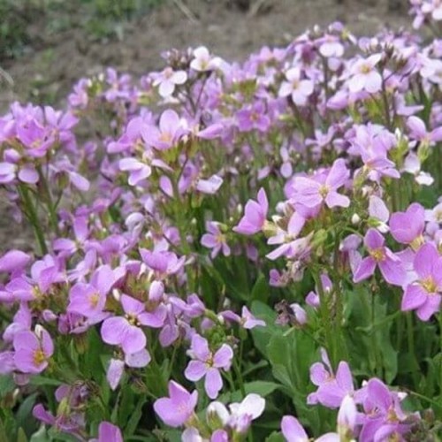 Gęsiówka alpejska różowa nasiona 0,3g