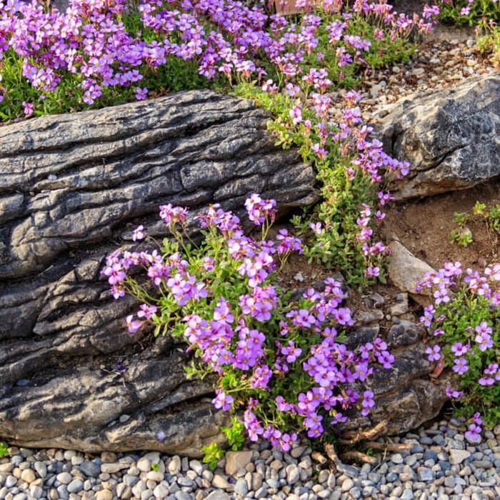 Gęsiówka alpejska różowa nasiona 0,3g (2).jpg