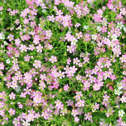 Gipsówka rozesłana mieszanka nasiona 0,3g