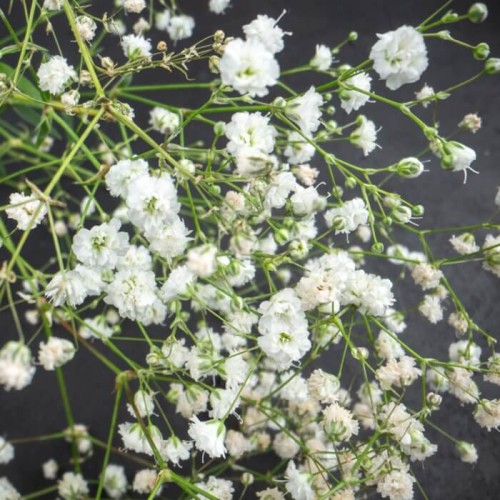 Gipsówka wiechowata biała nasiona 1g