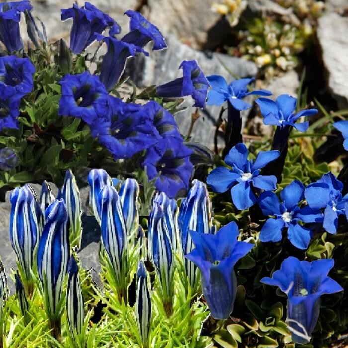 Goryczka, mieszanka (Gentiana sp.) nasiona 0,02g (2).jpg