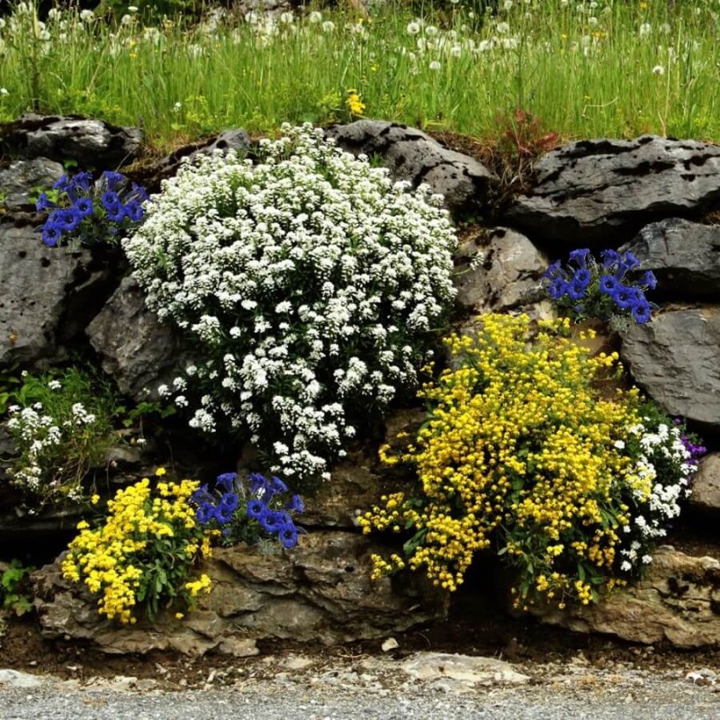 Goryczka, mieszanka (Gentiana sp.) nasiona 0,02g (3).jpg