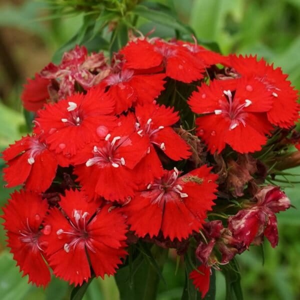 Goździk brodaty SCARLET BEAUTY nasiona 0,5g (1).jpg