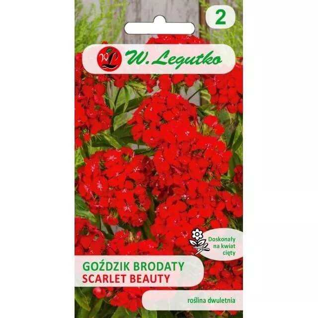 Goździk brodaty SCARLET BEAUTY nasiona 0,5g (4).jpg