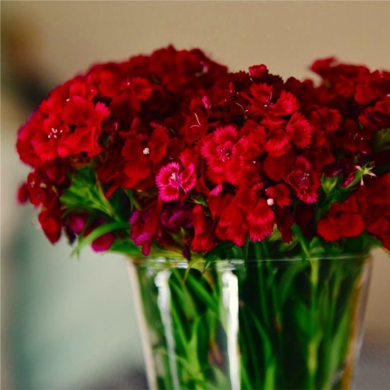 Goździk brodaty SCARLET BEAUTY nasiona 0,5g (3).jpg