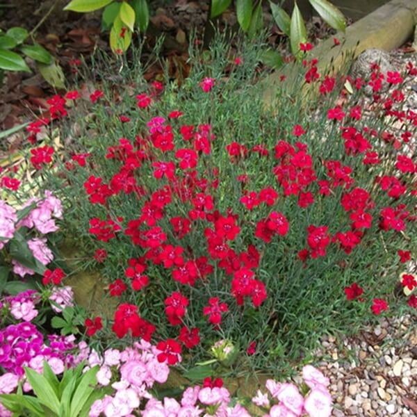 Goździk karminowo-czerwony (Dianthus deltoides) nasiona 0,3g (2).jpg