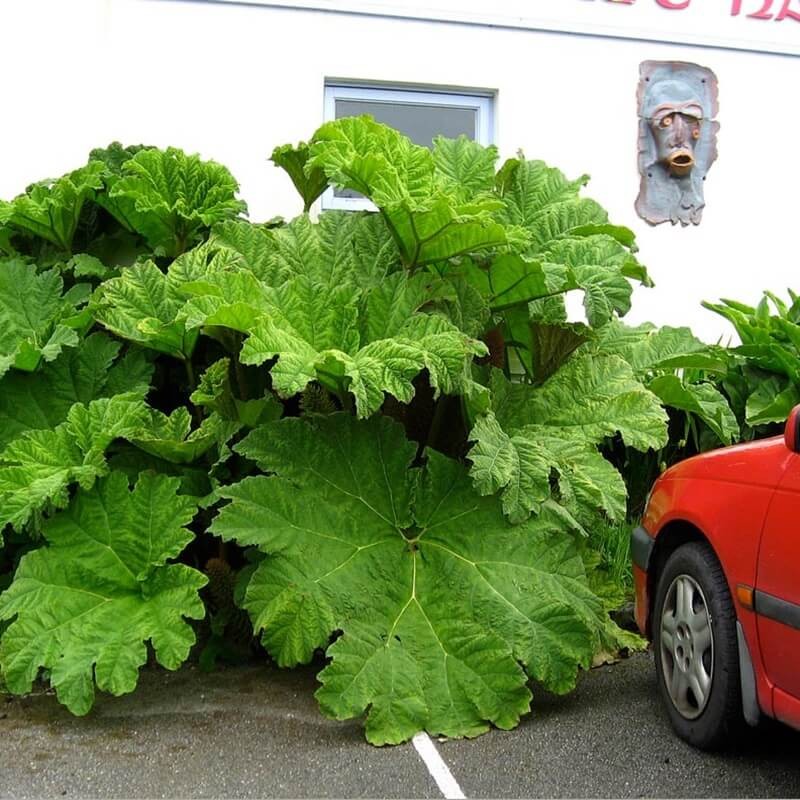 Gunnera Olbrzymia nasiona (1).jpg