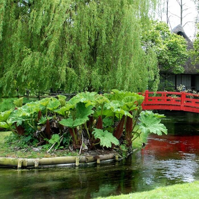 Gunnera Olbrzymia nasiona (2).jpg