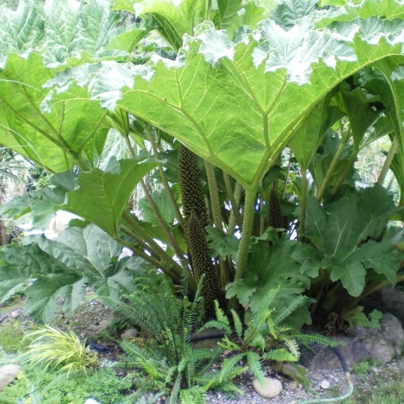 Gunnera Olbrzymia nasiona (3).jpg
