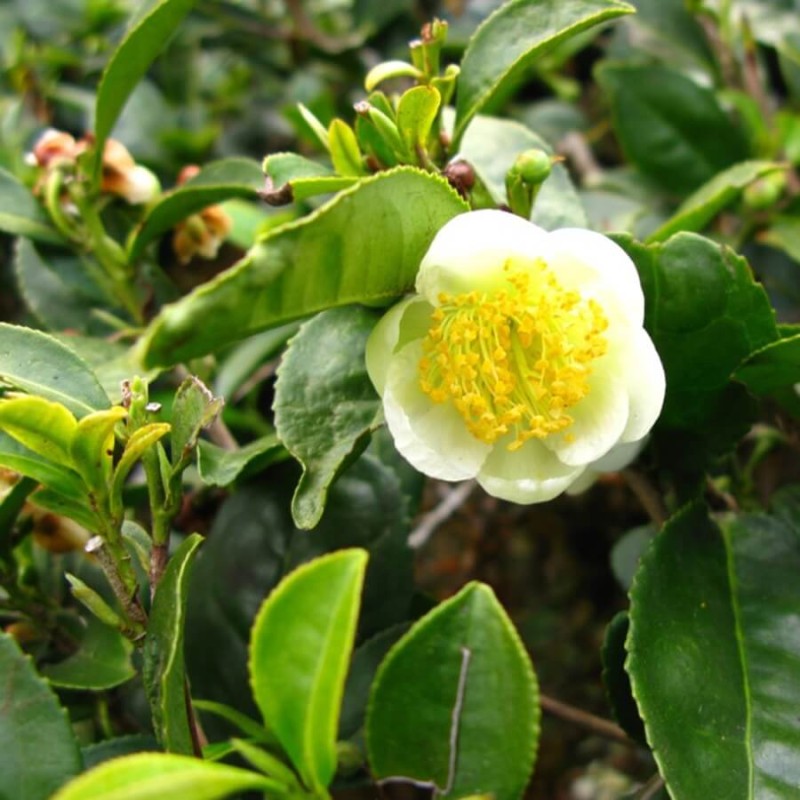 Herbata chińska (Camellia sinesis) nasiona (2).jpg