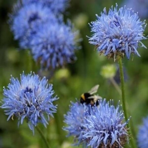 Jasieniec niebieski 0,1g nasiona