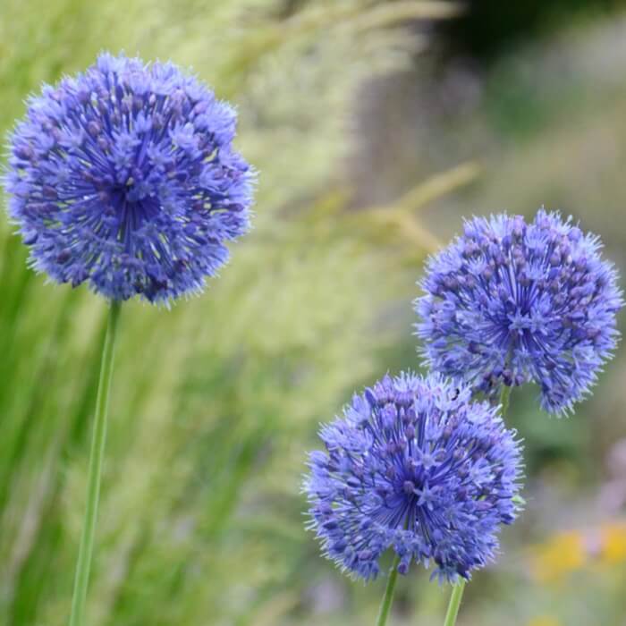 jasieniec niebieski (Jasione laevis) 0,1g (2).jpg