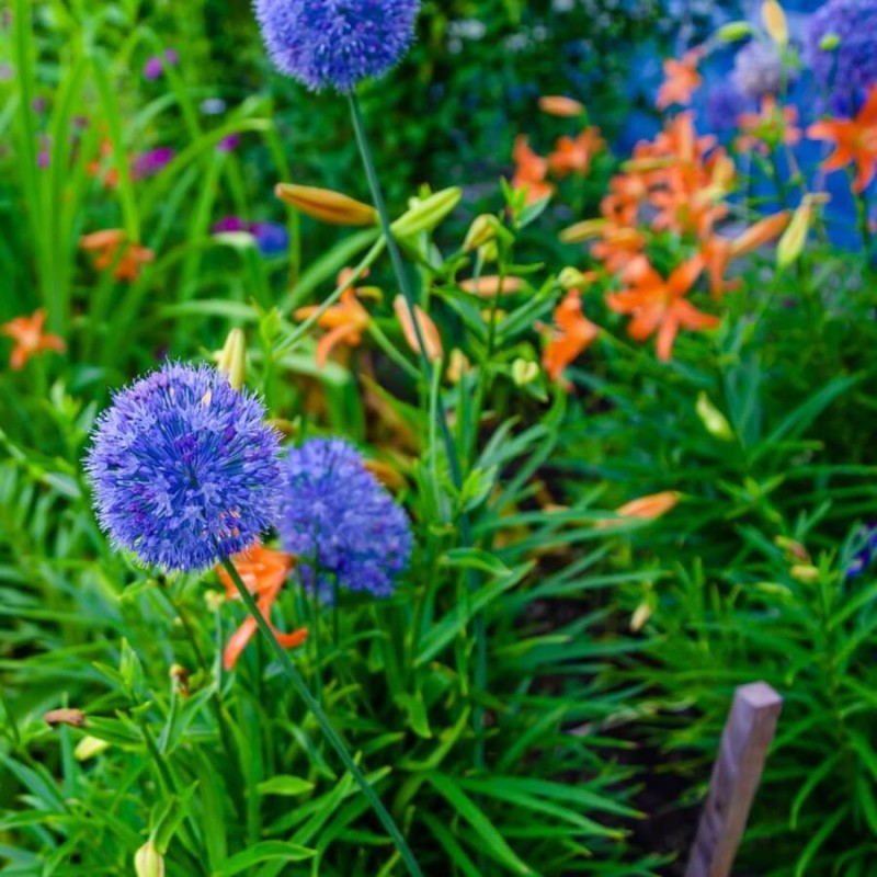 jasieniec niebieski (Jasione laevis) 0,1g.jpg