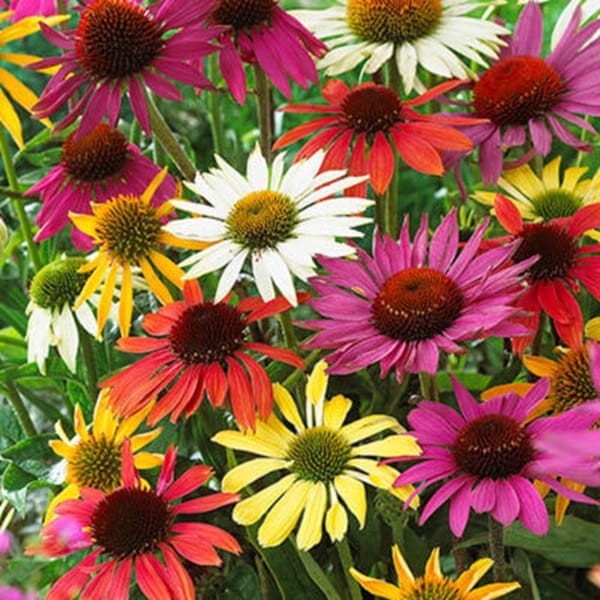 Jeżówka Mieszanka odmian ( Echinacea ) nasiona 1g (3).jpg