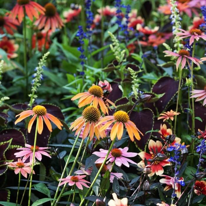 Jeżówka Żółta (Echinacea purpurea) nasiona (1).jpg