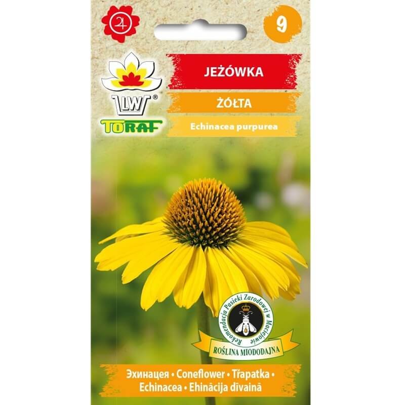 Jeżówka Żółta (Echinacea purpurea) nasiona (2).jpg