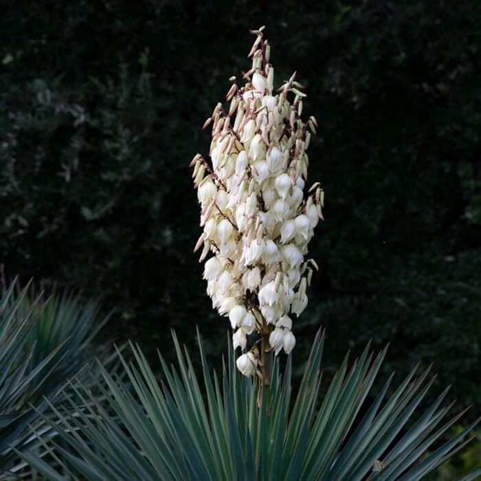 Jukka Mrozoodporna (Yucca L.) nasiona 0,2g (2).jpg