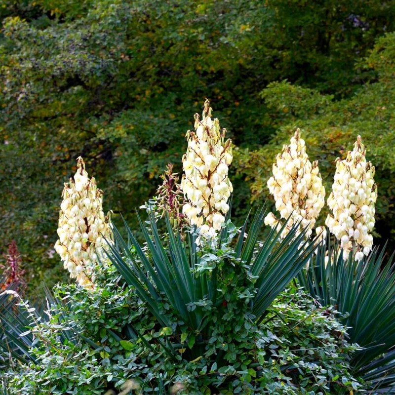 Jukka Mrozoodporna (Yucca L.) nasiona 0,2g (3).jpg