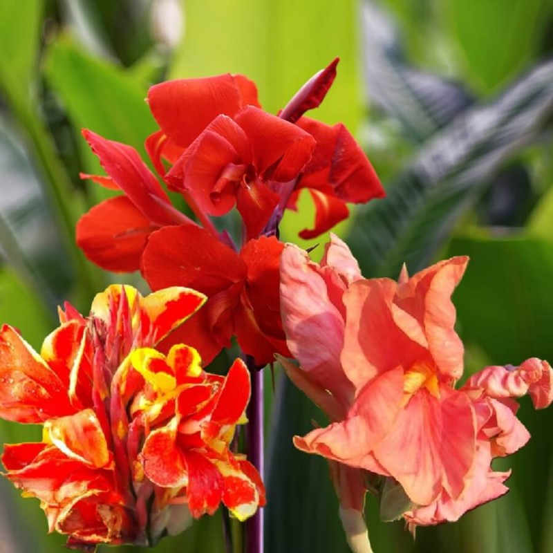 Kanna Paciorecznik, mieszanka nasiona 1g (3).jpg