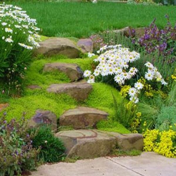 Karmnik Ościsty (Sagina subulata) nasiona 0,03g (1).jpg