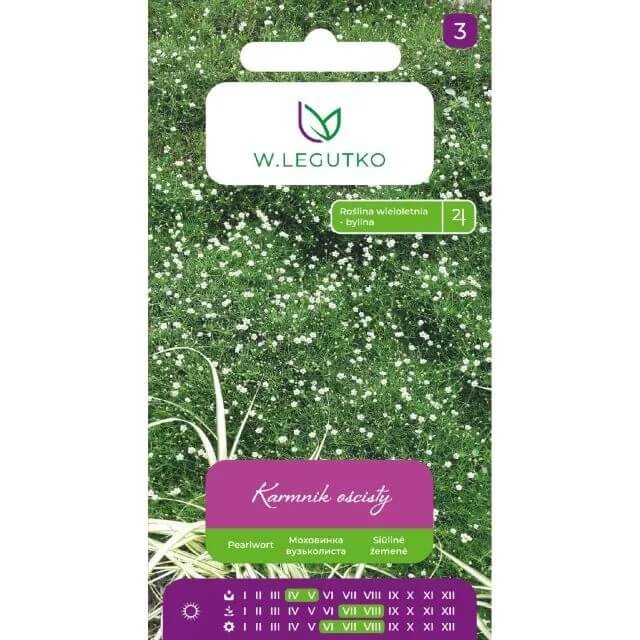 Karmnik Ościsty (Sagina subulata) nasiona 0,03g (2).jpg