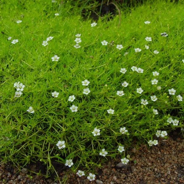 Karmnik Ościsty (Sagina subulata) nasiona 0,03g (3).jpg