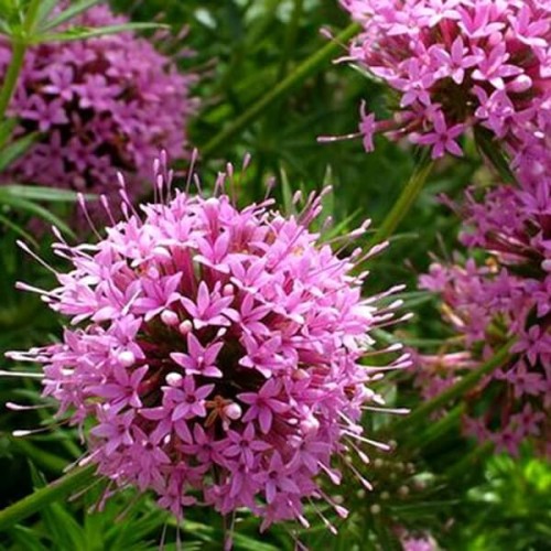 Kozłówka długoszyjkowa mieszanka 0,2g nasiona