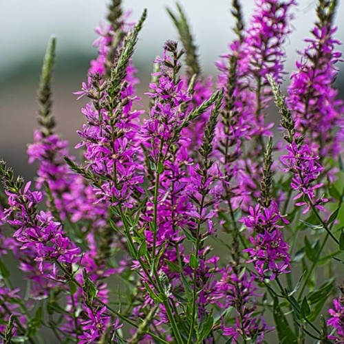 Krwawnica pospolita karminowo-różowa 0,1g nasiona