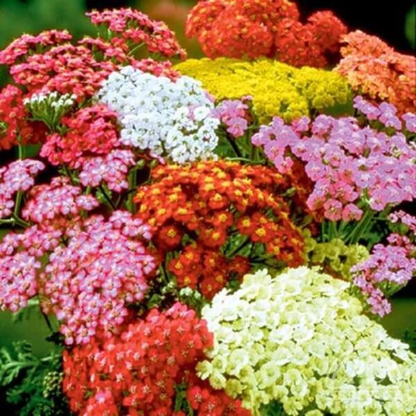 Krwawnik pospolity, mieszanka (Achillea millefolium) nasiona 0,2g (2).jpg