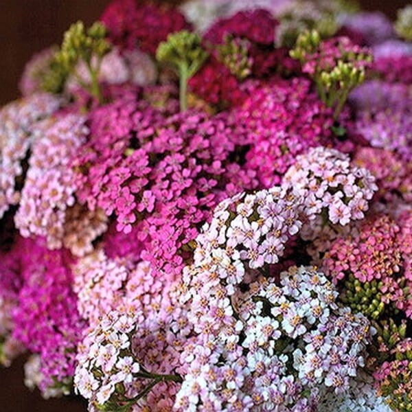 Krwawnik pospolity, mieszanka (Achillea millefolium) nasiona 0,2g (3).jpg