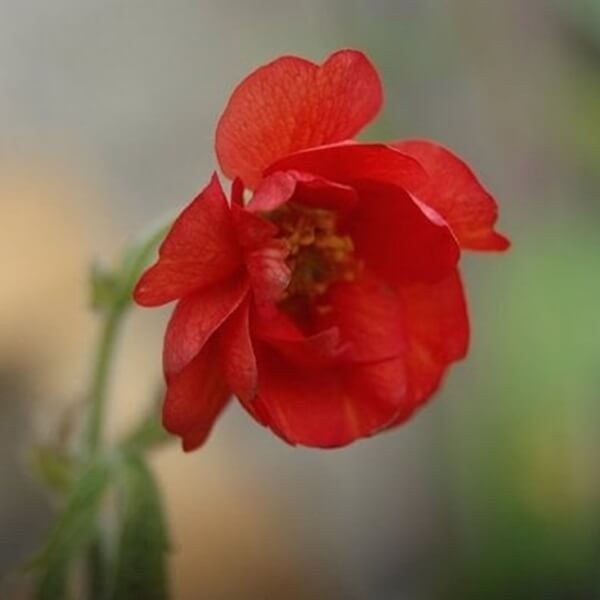 Kuklik chilijski, mieszanka nasiona 0,3g (1).jpg