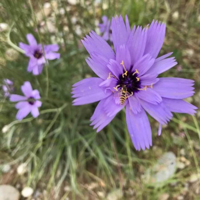 Kupidynek, mieszanka nasiona 0,2 (1).jpg