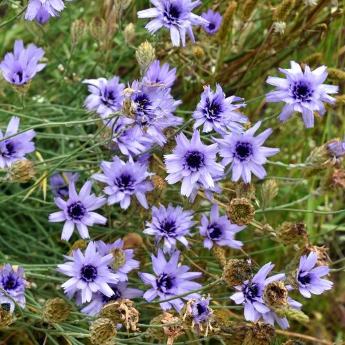 Kupidynek mieszanka nasiona 0,2g