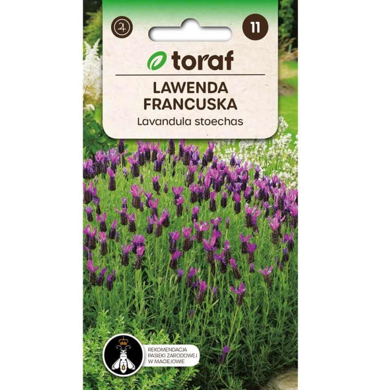 Lawenda francuska (Lavandula stoechas) nasiona 0,1g (3).jpg