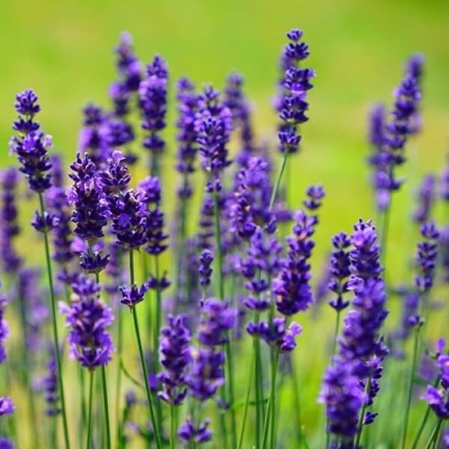 Lawenda lekarska nasiona 0,2g