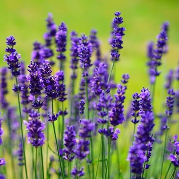 Lawenda lekarska (Lavandula officinalis ) nasiona 0,2g (2).jpg