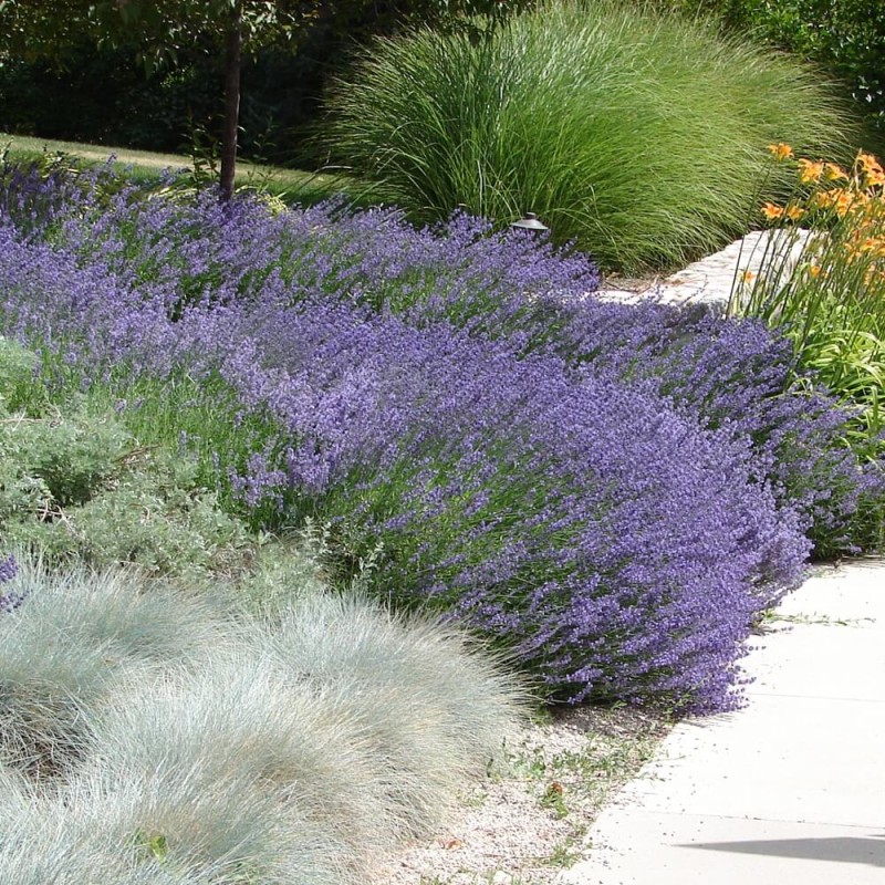 Lawenda lekarska (Lavandula officinalis ) nasiona 0,2g.jpg