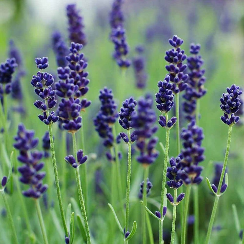 Lawenda wąskolistna MUNSTEAD (Lavandula angustifolia) 0,2g nasiona (2).jpg