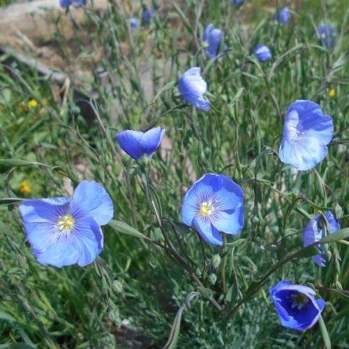 Len trwały niebieski nasiona 1g