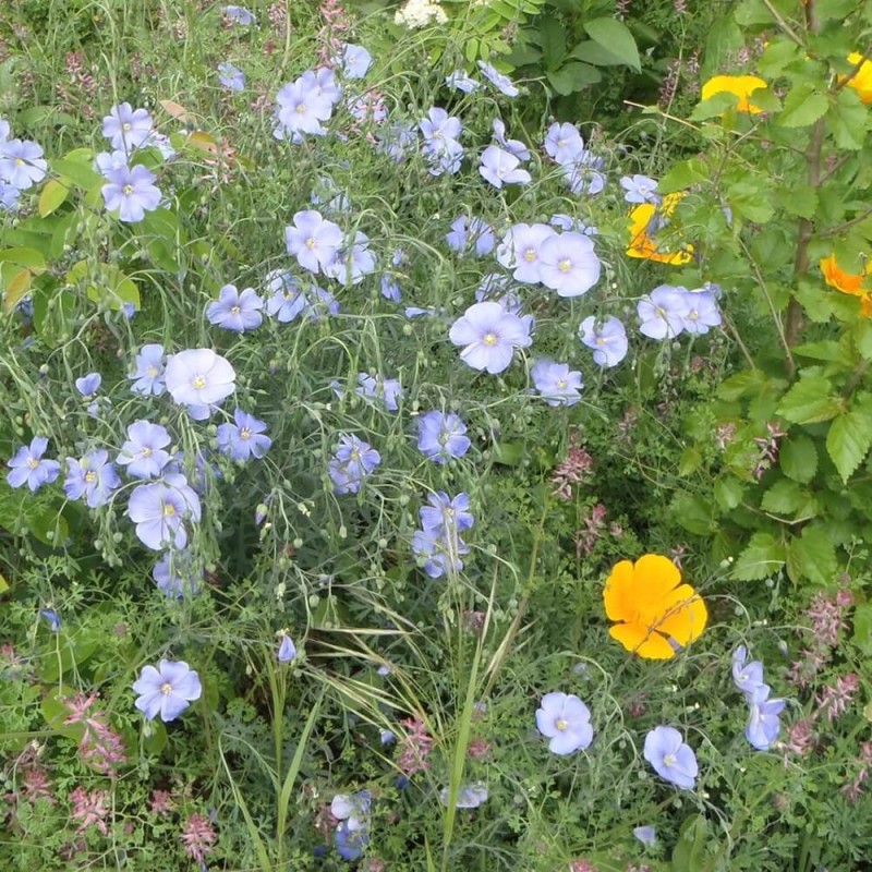 Len trwały niebieski (Linum perenne) nasiona 1g (2).jpg