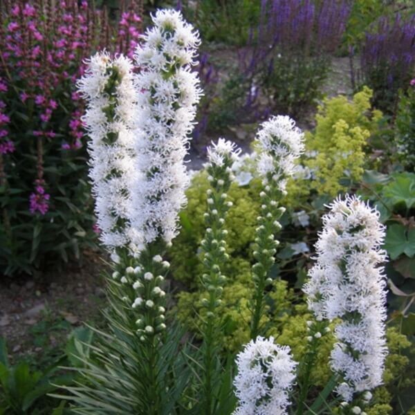 Liatra kłosowa, biała (Liatris spicata) nasiona 0,2g (2).jpg