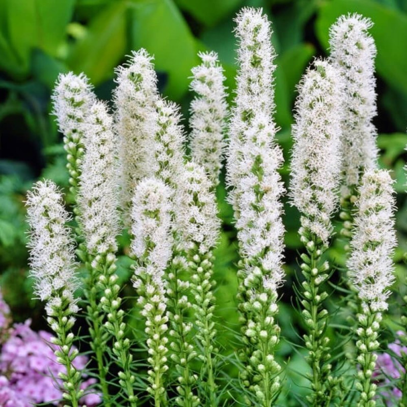 Liatra kłosowa, biała (Liatris spicata) nasiona 0,2g.jpg